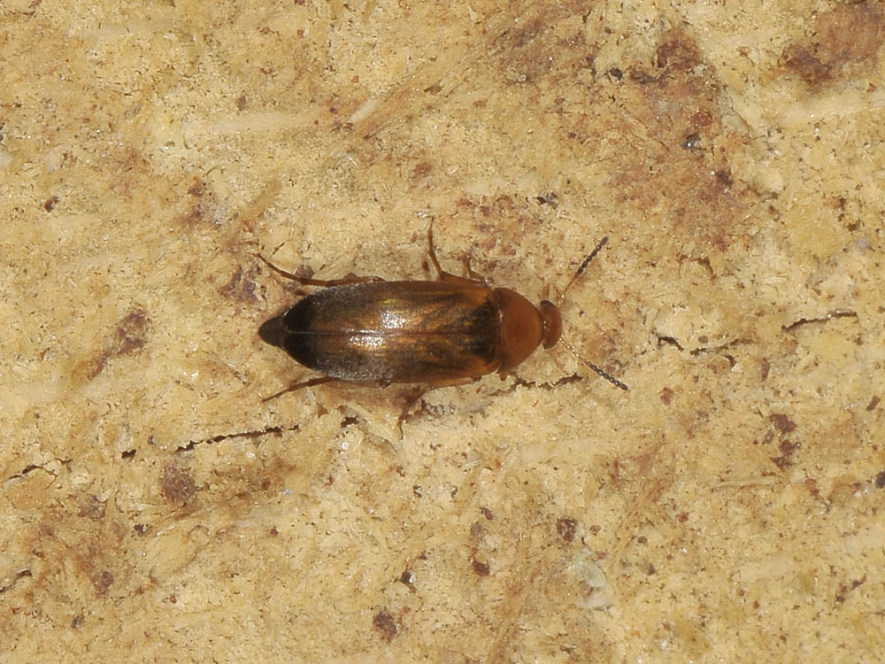 Anaspis sp.